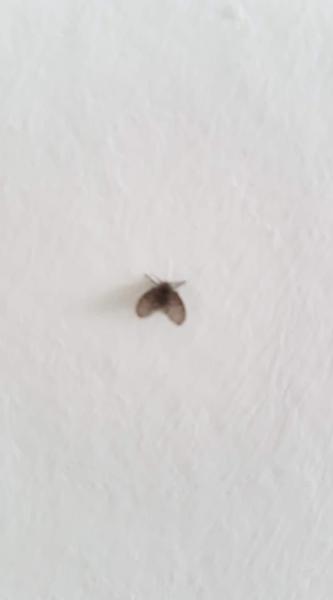 Prosím, čo je toto za mušku ?