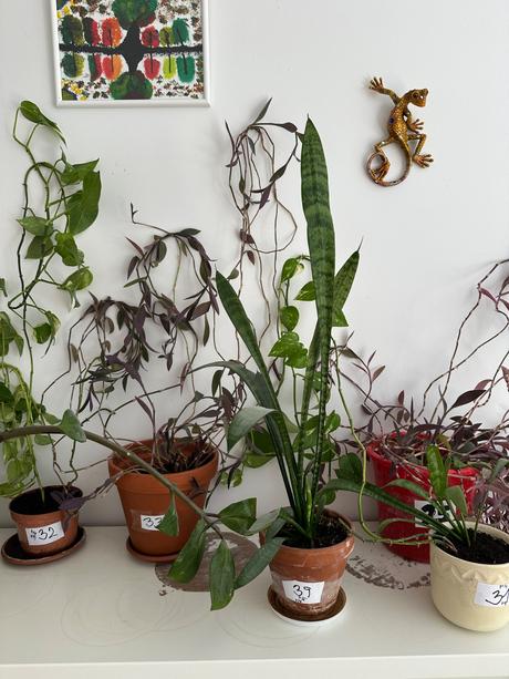 Predám rastlinu č. 39 svokrin jazyk sansevieria,