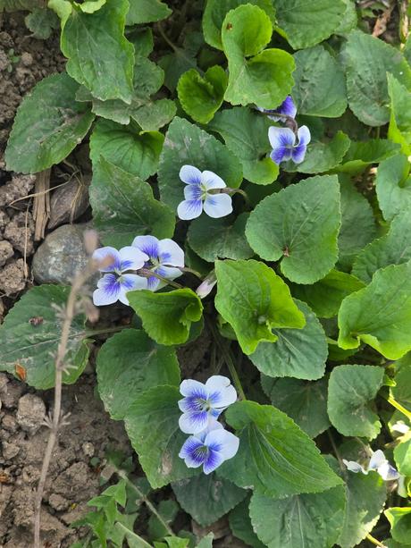 Fialka americká, 
