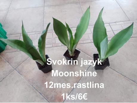 Izbové kvetinky,