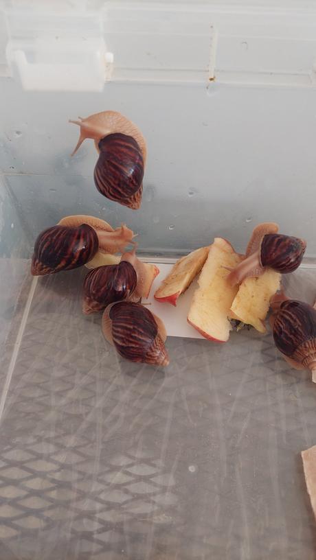 Africký slimák lissachatina, 