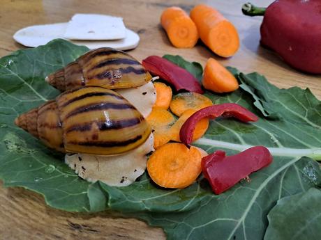 Achatina achatina nigeria  albinobody, 