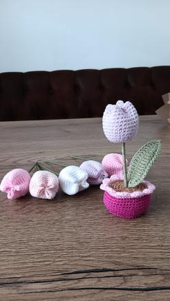 Háčkovaný tulipánik, 