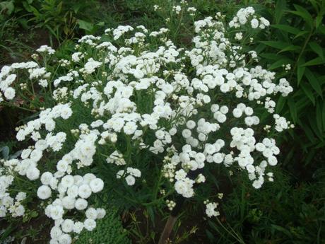 Semienka rôznych trvaliek, 