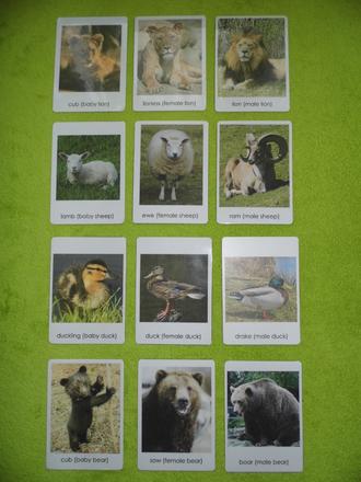 12 ks montessori kartičiek - zvieracie rodiny,