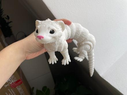 Pohyblivá fretka / hranostaj, 