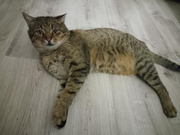 Ukážte svojich domácich miláčikov