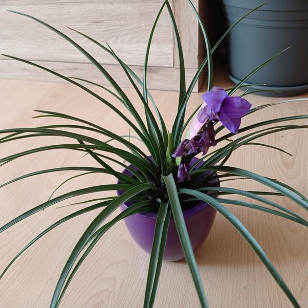 Tillandsia