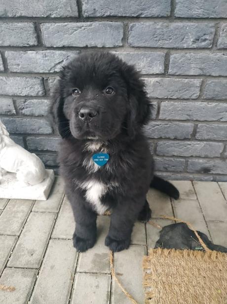 Známka pre psa / mačku,