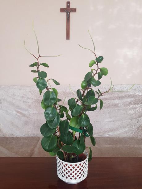Vzdyzelena peperomia / pieprovec,