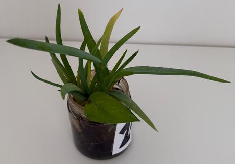 Rastlina č.24 aloe vera 2x odnož,