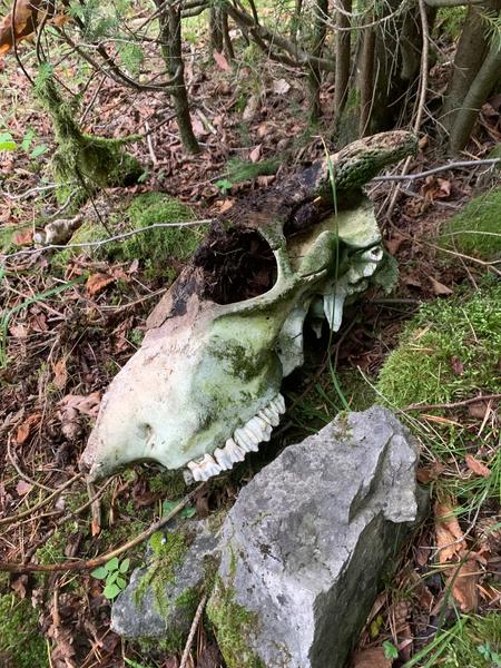 Čo je toto za lebku?