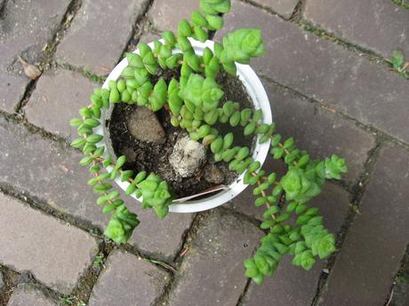 Tučnolist marnieriana - crassula marnieriana,