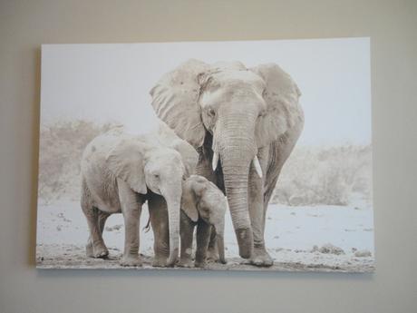 Obraz slony - fotoplátno,