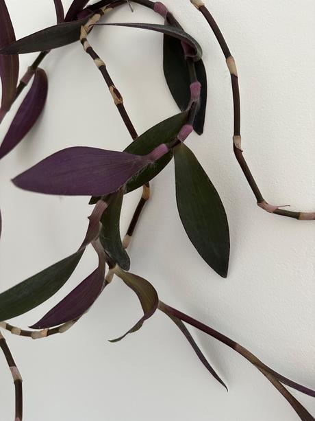 Tradescantia pallida v kvetináči za 2eur, 