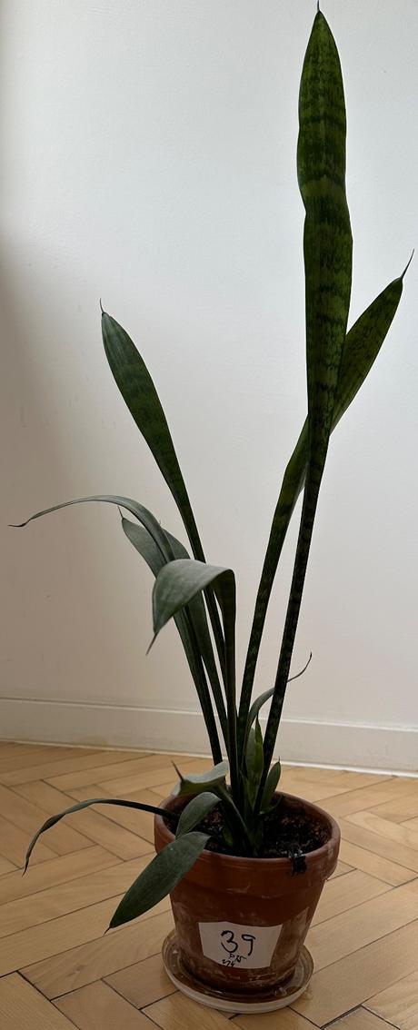 Predám rastlinu č. 39 svokrin jazyk sansevieria,