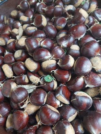 Jedlé gaštany, 