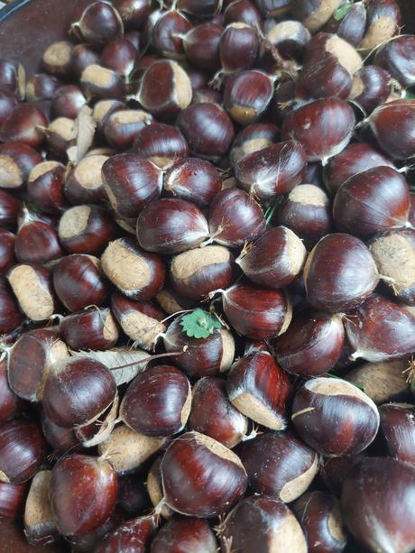 Jedlé gaštany, 
