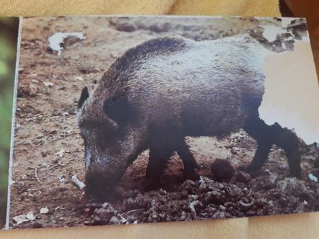 Leporelo kto býva v lese,