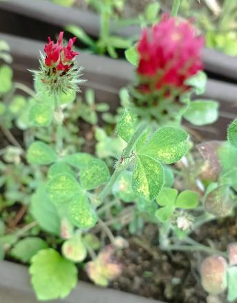 Ďatelina purpurová - trifolium incarnatum, 