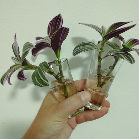 Tradescantia, 