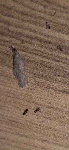 Sú ploštice pod gaučom príčinou štípancov?