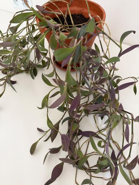 Predám izbovú rastlinu tradescantia č.33,