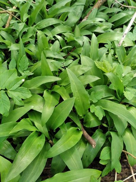 Medvedi cesnak - tinktura, 