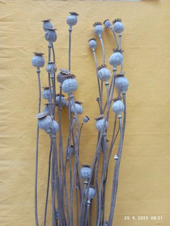 Makovice (už s poštovným),