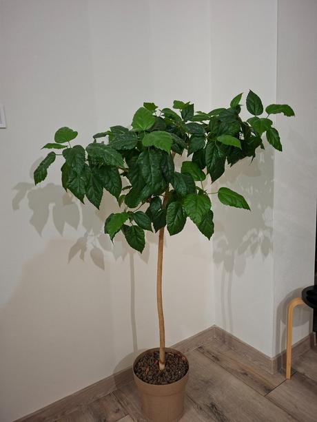 Čínska ruža  na kmienku, 