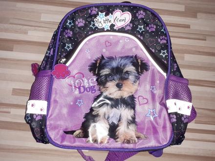 Taška so psíkom nenosený,