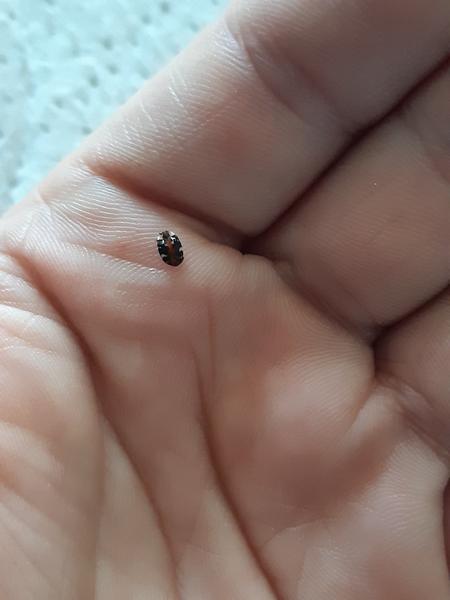 Názov tohto chrobáka