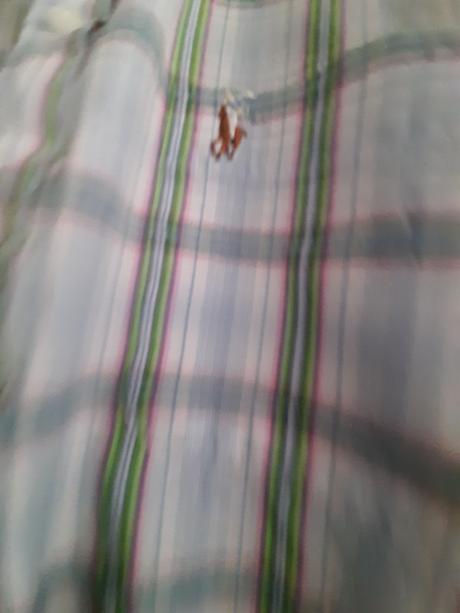 Kosela ralph lauren  m, ralph lauren,m