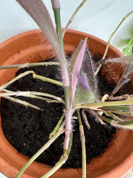 Predám izbovú rastlinu tradescantia č.33,