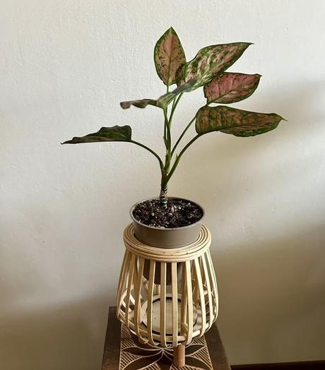 Viacúčelový bambusový stojan, 