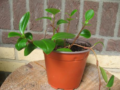 Pieprovec glabella - peperomia glabella,