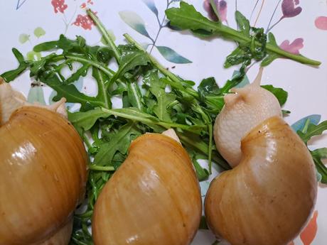 Africký slimáci lissachatina fulica hamillei, 