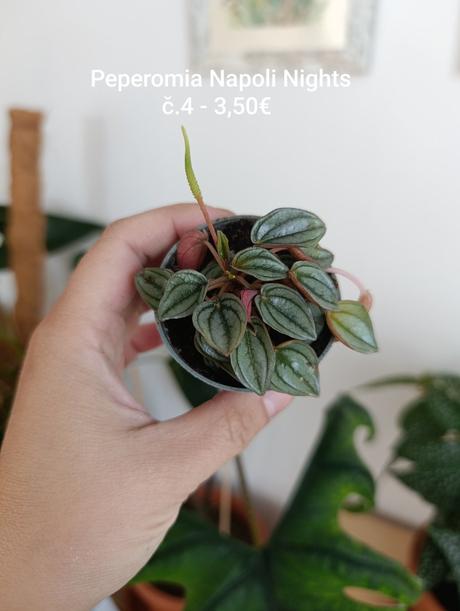 Izbový kvet - peperomia napoli night, 