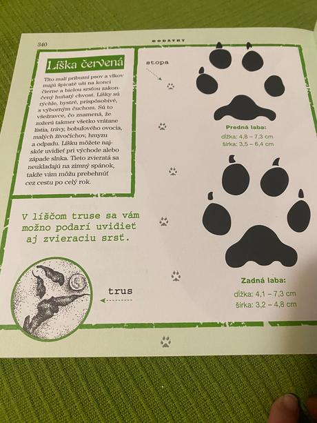 Ako táboriť lynn brunelle skauti tábor, 