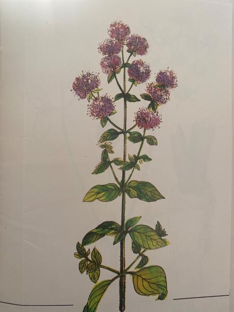 Pestovanie liečivých rastlín na malých plochách,