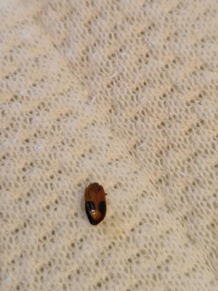 Čo je to za chrobáka v posteli?