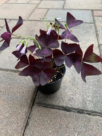 Oxalis,