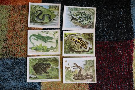 Obrazy/postery/obrázky zvierat,