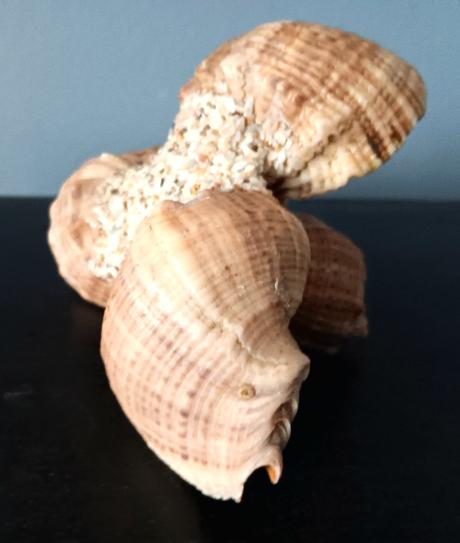 Dekorácia z mušlí,