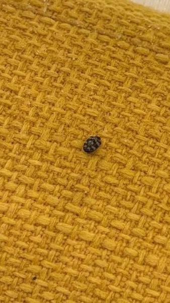 Malé chrobáky v kuchyni, čo to môže byť?