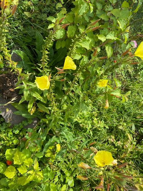 Pupalka veľkoplodá -oenothera macrocarpa - semená,