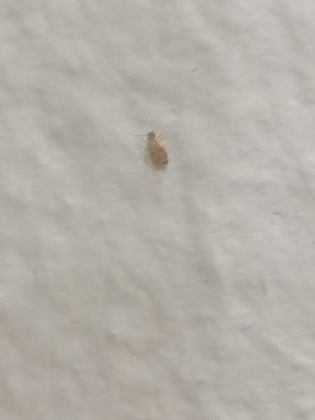 Je toto prosím ploštica ?