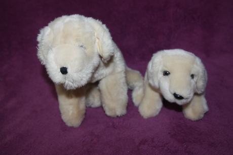 2x golden retriever, 