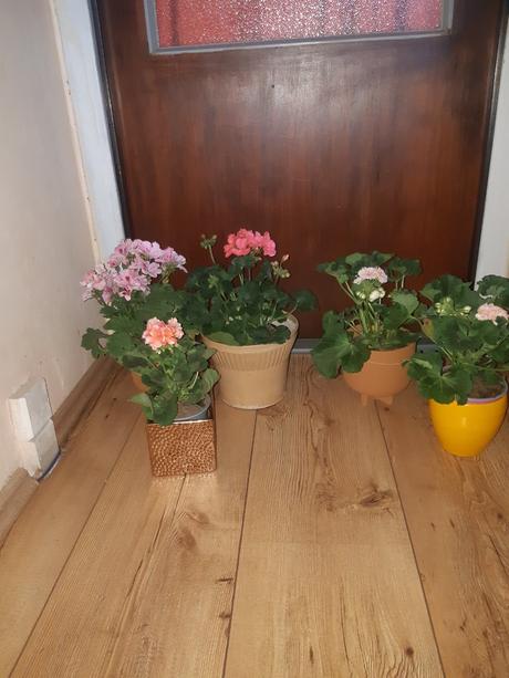 Ruzickovy muskat ,anglicky ,vzpriameny, 