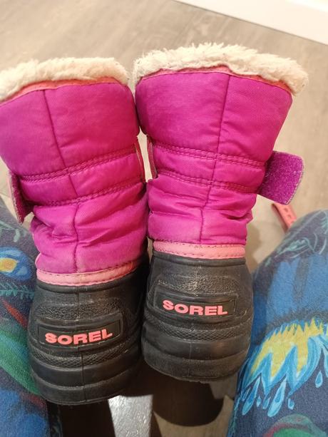 Snehule sorel, sorel,31
